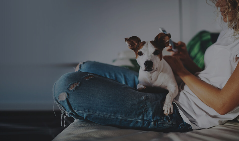 Image showing a dog sitting on a woman's knee