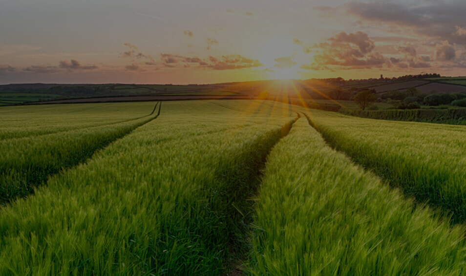 Image showing a field at sunset